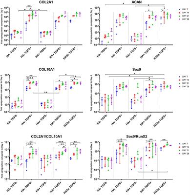 Sodium Hyaluronate Supplemented Culture Media as a New hMSC Chondrogenic Differentiation Media-Model for in vitro/ex vivo Screening of Potential Cartilage Repair Therapies